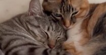 『一緒に寝ていた2匹の猫』を撮っていると…涙が出るほど尊い瞬間に５万いいね「呼吸困難になりそうだった」「永遠に見ていたい」と悶絶の声