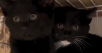 保護された2匹の子猫→『おはよう』と挨拶してみると……「ぎゃー可愛すぎるｗ」たまらない光景が25万再生「鳴き声が恐竜の赤ちゃんｗ」