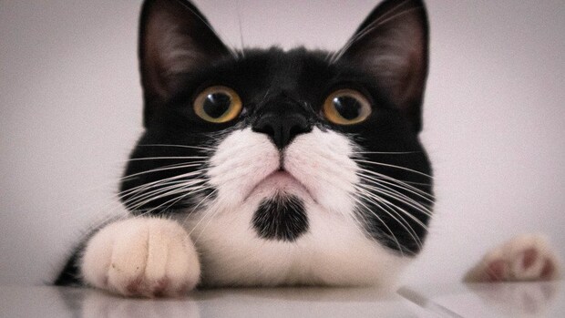白黒猫の顔のアップ
