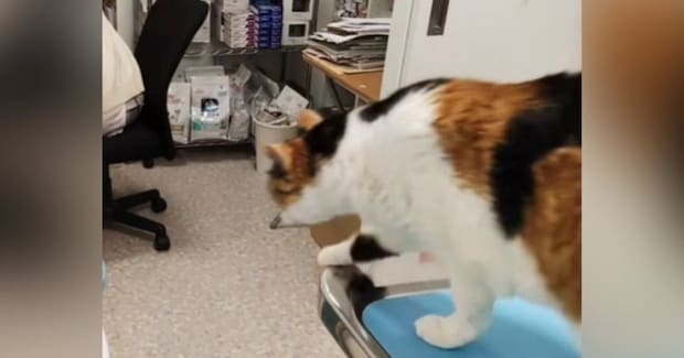 病院が嫌いな猫→『診察が終わった』次の瞬間……思わず笑う『まさかの光景』が310万再生「よっぽど怖かったんだｗ」「笑い声つられるｗ」