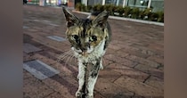 10年以上も外で過ごしていた『ボロボロの地域猫』→保護されると…当時が嘘のような『現在の様子』に「別の猫みたい」「よかったねぇ」と感動