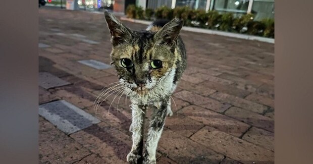 10年以上も外で過ごしていた『ボロボロの地域猫』→保護されると…当時が嘘のような『現在の様子』に「別の猫みたい」「よかったねぇ」と感動
