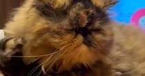 猫が『毛づくろいしている』と思ったら……ニヤけずにはいられない光景が13万表示「四十肩かなｗ」「可愛すぎるｗ」とSNSで反響