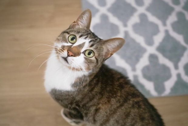 見上げる猫