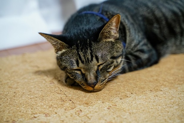 床で寝ているキジトラ猫