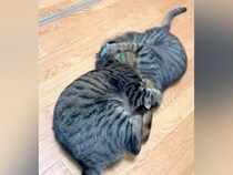 取っ組み合いをする２匹の猫→お互いをつかんで…『思わず笑ってしまう光景』が話題「蹴ってるのに蹴られているエンドレス」「メビウスの輪」