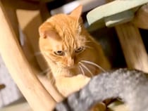 朝４時、しっぽで妹猫と遊んであげる猫→６年前を見てみると…あまりにも尊い『お兄ちゃんになった光景』に反響「家族の輪だね」「幸せなひと時」