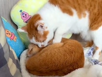 ぐっすり寝ているネコ→同居ネコが顔を寄せて…あまりにも愛おしい『ずっと見ていたくなる光景』に「かまちょかな笑」「かわいい」と反響