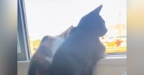 窓の外を眺める2匹のネコ→『視線の先』には……微笑ましすぎる光景に「宇宙一かわいい後ろ姿」「人間みたいｗ」と12万再生の反響