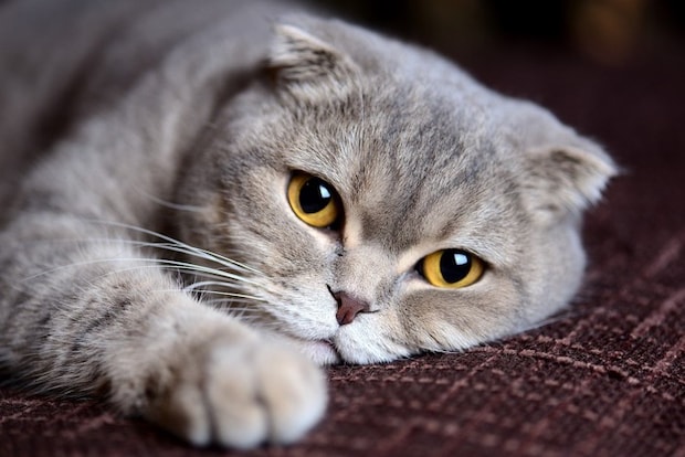 横になってこちらを見ている猫