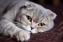 猫が『突然しなくなった』ときに注意すべき行動4つ　体調不良や病気のサインかも？