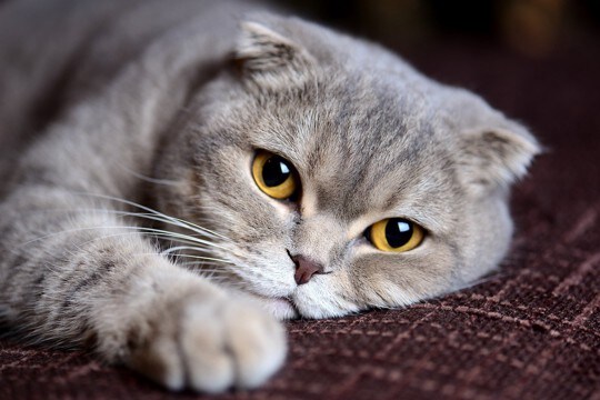 猫が『突然しなくなった』ときに注意すべき行動4つ　体調不良や病気のサインかも？