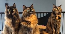 並んで座る『３匹のサビ猫』→おもちゃを左右に動かしてみると…可愛すぎる"動き"に癒される人が続出「リズム感バッチリｗ」「美しい」