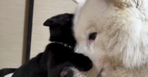 保護された子猫→『優しい先住犬』と2か月一緒に生活した結果…泣けるほど尊い光景が25万再生「理想の組み合わせ」「可愛すぎてたまらん」