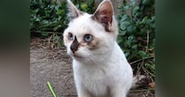 寒い時期に外で暮らしていた『ほぼ白色だった子猫』→保護されて６年…見違えるビフォーアフターに「日焼けしたのかな」「幸せになったね」の声