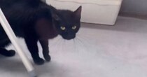 冷え込んできた頃、ベランダに来るようになった『やせ細った野良猫』…保護された後に見せた『表情』に「全然違う」「愛だね」と感動の声