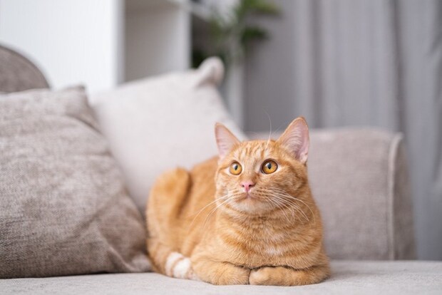 香箱座りの猫