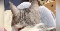 お風呂上がりにアイスを食べていると…愛猫が絶対に行う『まさかのルーティン』が尊すぎると193万再生「たまらなく可愛い」「羨ましい」