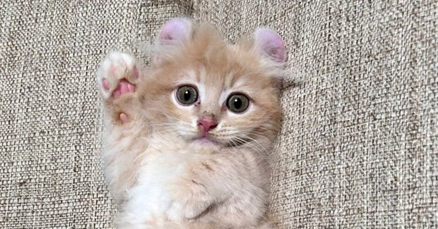 『もう子猫とは呼べない…』半年後の様子を見ると→劇的なビフォーアフターに4万いいね「同じポーズで笑った」「やぁ(野太い)」