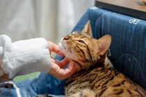 『猫をこよなく愛する有名人』4選　積極的な保護活動や支援を行う人も