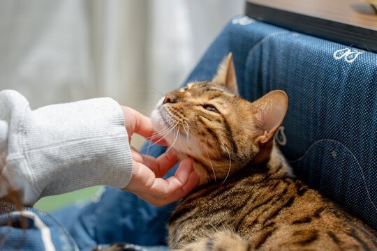 『猫をこよなく愛する有名人』4選 積極的な保護活動や支援を行う人も
