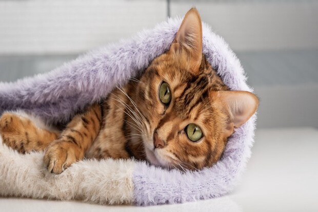 セーターに包まれる猫