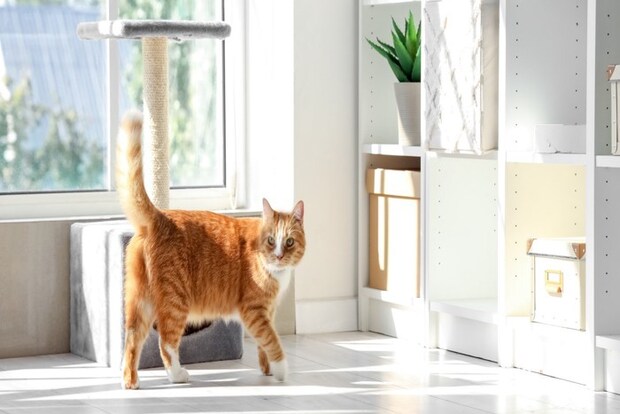 部屋をウロつく猫