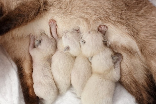 母猫のお乳を吸う子猫たち
