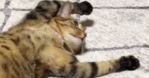 静かだなぁと居間を覗いてみたら……2匹の猫が見せた『まさかの格好』が184万再生「来世は家猫になりたい」「やる気出ないときあるよね」