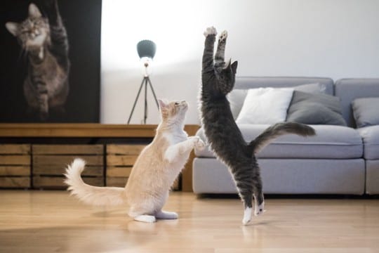 猫に必要な『運動量』はどれくらい？年齢別の目安や室内でできる運動4選をご紹介