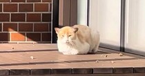 ひとりぼっちでゴミを漁って生活『左腕が曲がっている野良猫』が保護された結果…「泣かずにはいられない」「表情の変化に涙」心温まる話に反響