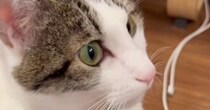 猫に『お手、おかわり、スリスリ』とお願いすると…まさかの光景に爆笑の声「猫感満載でいいねｗ」「スリスリがたまらん」と25万再生