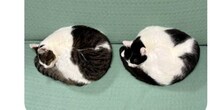 流行りの『AIで猫をキノコにするやつ』に挑戦してみた結果…思っていたのと違う『まさかの出力結果』に爆笑の声「新種のキノコｗ」「新しすぎ」