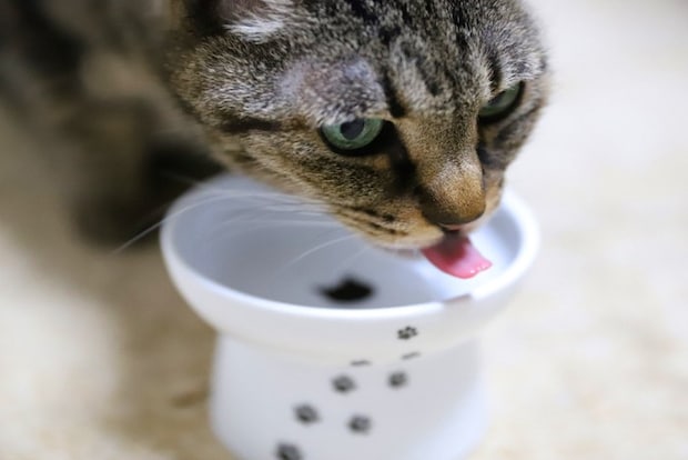 ごはんを食べるキジトラ猫