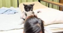 髪にじゃれついてくる『子猫』→飼い主さんが振り返ると……微笑ましすぎる光景が10万再生「だるまさんが転んだｗ」「自然と笑顔になれるｗ」
