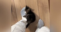 会社に行こうとしたら、『子猫』が……『まさかの行動』が可愛すぎると57万再生「猫に襲われてるので休みます」「一緒に行くかｗ」
