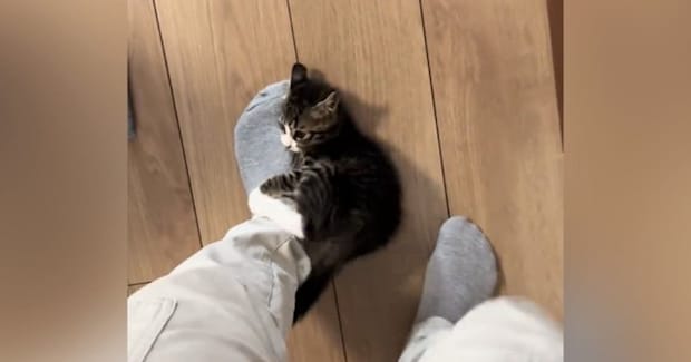 会社に行こうとしたら、『子猫』が……『まさかの行動』が可愛すぎると57万再生「猫に襲われてるので休みます」「一緒に行くかｗ」