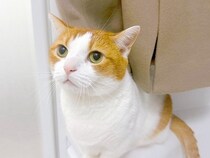 『猫の毛を取ったコート』をお風呂場にかけた結果→出かける前に見てみると…『まさかの光景』が116万表示「振り出しに戻っちゃったねｗ」