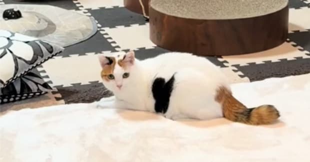 伏せていた猫→ゆっくりと起き上がると……予想外の展開と『可愛すぎる模様』が81万再生「模様に目がいったw」「ハートを届けにw」