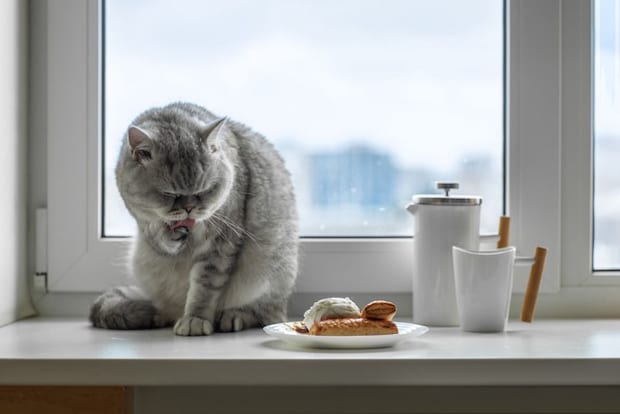 顔を洗う猫