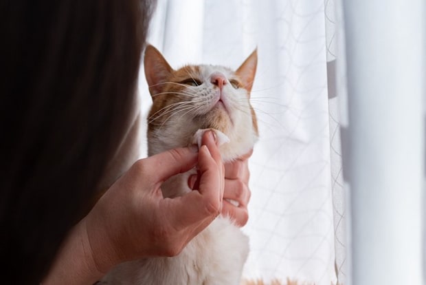 猫の顎の下を拭く飼い主