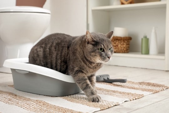 猫が快適に使える『トイレの置き場所』の条件5つ　安心できる理由や避けるべき場所も解説
