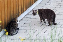 猫が『降参』しているときにみせる行動4つ　負けを認める要因や心理も解説
