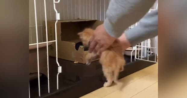 『子猫たち』をケージの中に入れようとした結果…思わず笑ってしまう展開に「自由すぎるｗ」「コントしているみたいｗ」「ほっこりした」の声