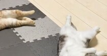 ヒーターをつけたら、『2匹の猫』が……幸せいっぱいな光景に癒される人続出「可愛いお腹ｗ」「間に入りたいｗ」「怠惰の極み」