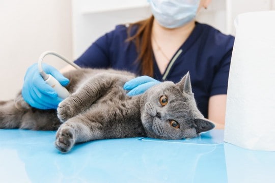猫の甲状腺異常 早期治療のため「診断薬」の開発が進む 韓国