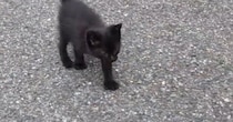 一生懸命あとをついて来た『ひとりぼっちの小さな黒猫』→家族になってから３か月…見違える変化に感動の声「出会えてよかった」「幸せだね」
