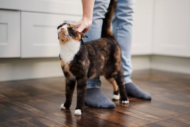 帰宅した飼い主の足にスリスリする猫