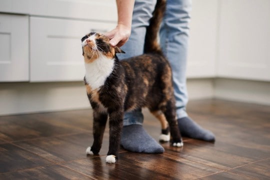 猫が人や物に『スリスリ』しているときの心理3つ　実はさまざまな意味が込められている？