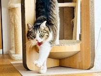 『虎の屏風かと』ハウスからでてきた６歳のネコ→あくびをした結果…『迫力ありすぎる光景』が41万表示「強そうだねｗ」「ガオーッ」